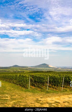 Vigneti vicino a Villany, Baranya, Ungheria meridionale Foto Stock