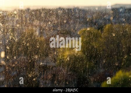 Vetro della finestra sporco con polvere e gocce di pioggia essiccate retroilluminato con luce solare su uno sfondo sfocato di alberi verdi primaverili. Vetro sporco illuminato dal sole. Foto Stock
