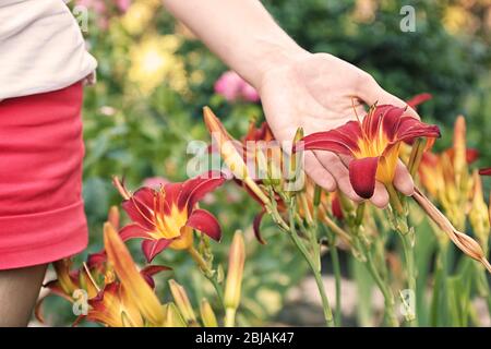 Donna che tiene bel fiore in giardino Foto Stock