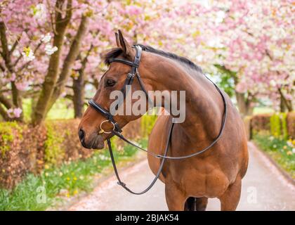 Testa di cavallo Shot Foto Stock