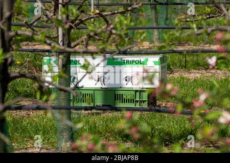 Bumblebee box, con tre colonie di bumblebee, per l'impollinazione di colture di campo, qui alberi di mele, Tripol, da Koppert Biological Systems, Foto Stock