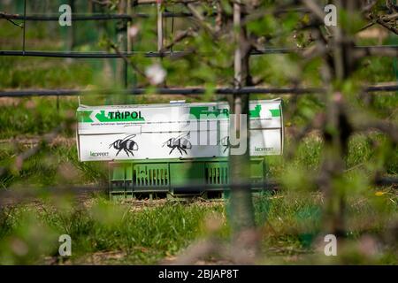 Bumblebee box, con tre colonie di bumblebee, per l'impollinazione di colture di campo, qui alberi di mele, Tripol, da Koppert Biological Systems, Foto Stock