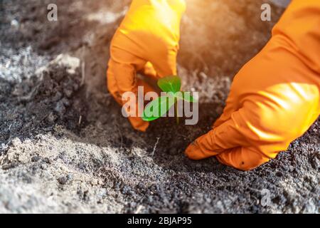 piantare nel terreno un giovane cetriolo che semina nelle mani dei guanti Foto Stock