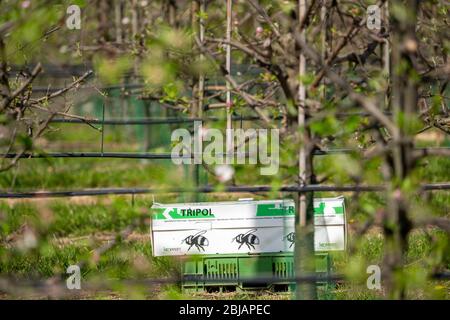 Bumblebee box, con tre colonie di bumblebee, per l'impollinazione di colture di campo, qui alberi di mele, Tripol, da Koppert Biological Systems, Foto Stock