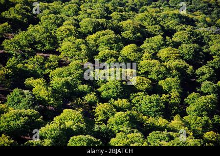 Collina coperta di cesnoci , Igualeja, Serrania de Ronda, Provincia di Malaga, Andalusia, Spagna. Foto Stock