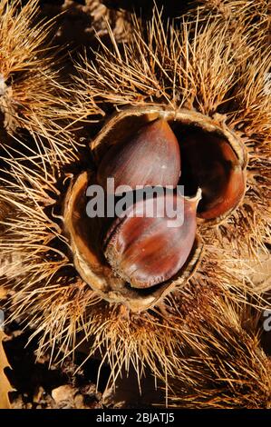 Mature le castagne nei loro baccelli, Igualeja, Serrania de Ronda, provincia di Malaga, Andalusia, Spagna, Europa occidentale. Foto Stock