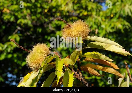 Mature le castagne sulla struttura della foresta, Igualeja, Serrania de Ronda, provincia di Malaga, Andalusia, Spagna, Europa occidentale. Foto Stock