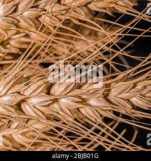 Spighe di grano, segale, miglio pshenici assemblato in bouquet Foto Stock