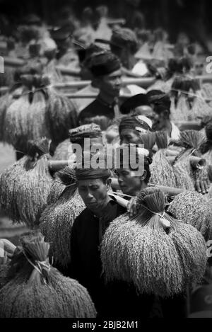 Anziani della comunità tradizionale che trasportano grappoli di riso raccolto durante il festival annuale di ringraziamento del raccolto nel villaggio tradizionale di Ciptagelar a Cisokk, Sukabumi, Giava Occidentale, Indonesia. Foto Stock