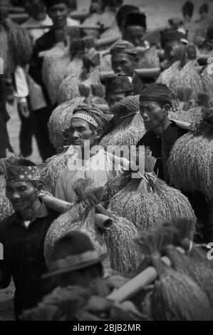 Anziani della comunità tradizionale che trasportano grappoli di riso raccolto durante il festival annuale di ringraziamento del raccolto nel villaggio tradizionale di Ciptagelar a Cisokk, Sukabumi, Giava Occidentale, Indonesia. Foto Stock