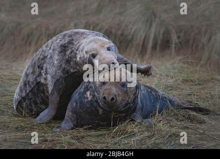 Coppia di foche Grey Atlantic, Halichoerus Grypus, Courtship, Donna Nook Lincolnshire uk Foto Stock