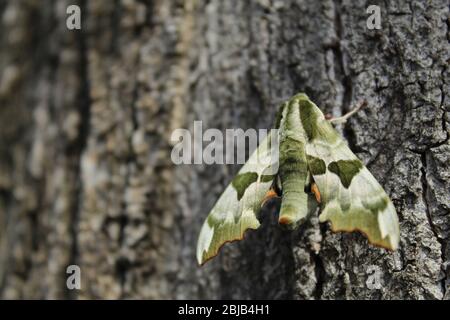 Daphnis nerii - il falco-falco dell'oleandro - la falce dell'esercito verde sulla corteccia dell'albero Foto Stock