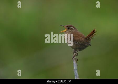 Wren- Troglodytes troglodytes in full song. Molla. Foto Stock