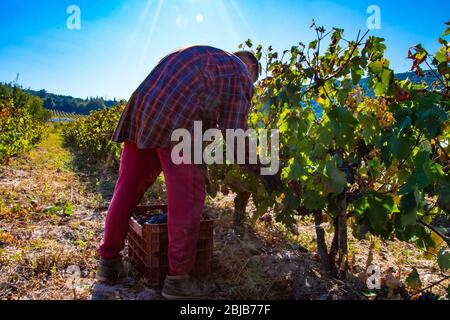 Un uomo sta raccogliendo uve nere in un vigneto nel Nemea, Peloponneso, Grecia Foto Stock