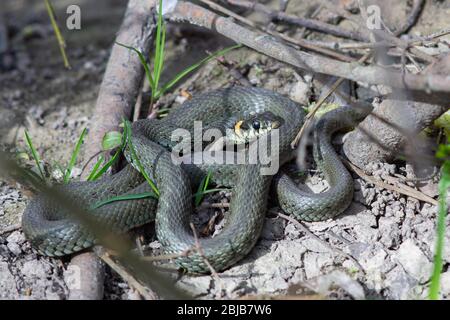 Serpente d'erba nella foresta primaverile Foto Stock