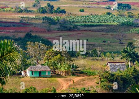 Il tabacco cubano regione tropicale, soleggiata area di terreno coltivabile al tramonto. Vista panoramica su belle colline, paesaggio collinare con mogotes in Vinales Valley. Foto Stock