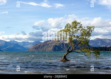 Lago Wanaka Tree al tramonto - l'albero più fotografato in Nuova Zelanda Foto Stock