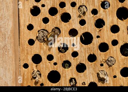 Api solitarie che utilizzano un hotel di insetti fai da te realizzato praticando fori di dimensioni variabili in blocchi di quercia solido nel Regno Unito Foto Stock