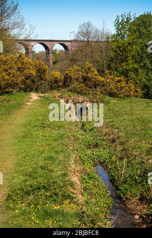 Regno Unito, Inghilterra, Cheshire, Congleton, Dane in Shaw Meadow, vecchio ponte di pietra sopra Macclesfield Canal overflow Foto Stock