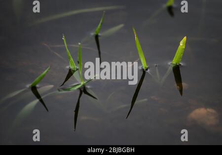 Langerringen, Germania. 29 aprile 2020. Piante giovani sorgono dall'acqua piovana in un campo. Credit: Karl-Josef Hildenbrand/dpa/Alamy Live News Foto Stock