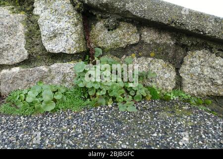 Pennywart o navelwart umbilicus rupestris in pietra parete, Falmouth, Regno Unito Foto Stock