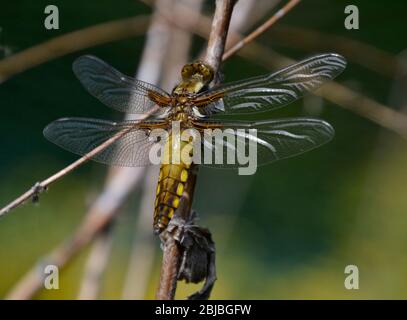 Il drago Chaser femminile di corpo largo vola su una canna nel Regno Unito. Foto Stock