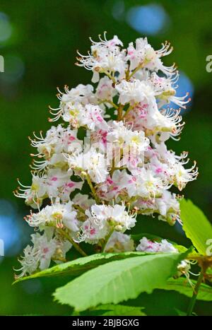 Fiori di castagno su un albero di castagno nel Regno Unito Foto Stock