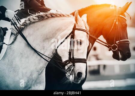 Due cavalli, un cavallo bianco e un cavallo nero, sono galoppanti, illuminati dalla luce del sole. Lotta competitiva. Foto Stock