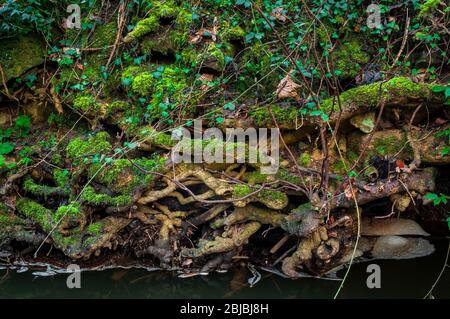 Crollato fiume nella valle del Porter, antico bosco vicino a Sheffield. Foto Stock