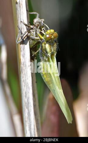 Recentemente emerse libellula dopo aver sparso la sua pelle ninfa e trasformandosi nella sua forma libellula. Anche la pelle della ninfa è mostrata. Canne di stagno. Ciclo di vita. Foto Stock