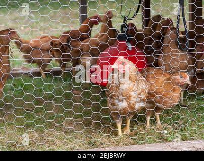 I polli in un recinto esterno si sbirciano attraverso il filo di pollo in una piccola fattoria biologica a Madison, CT, Stati Uniti Foto Stock