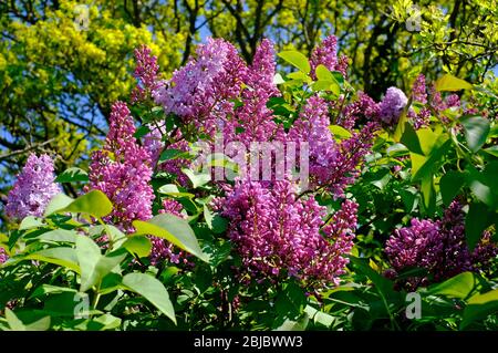 fiori lilla rosa fioriti su albero in giardino, norfolk, inghilterra Foto Stock