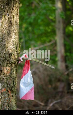 Resti di un nastro di avvertenza su una diramazione Foto Stock