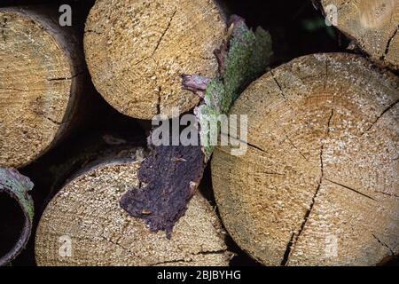 abbaio caduto di un tronco di albero cresciuto con muschio e licheni nel mezzo di un mucchio di legno Foto Stock