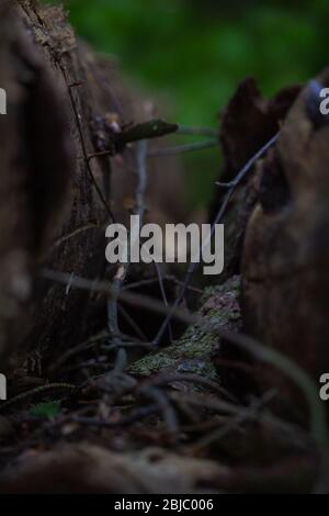 detriti di legno tra due tronchi impilati in attesa di essere raccolti nella foresta Foto Stock