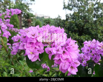 Primo piano di fioritura magenta o viola bougainvillea o fiore di carta in Europa Foto Stock