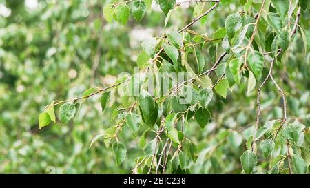 Betulla con gocce di pioggia su foglie. Foglie di betulla verde ondeggianti nel vento. Luce del giorno, nuvola. Betulla dopo la pioggia estiva. Clima, clima, concetto ecologico. Foto Stock