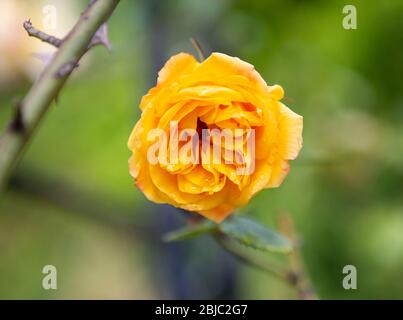 Rosa gialla con gocce di pioggia e bokeh verde Foto Stock