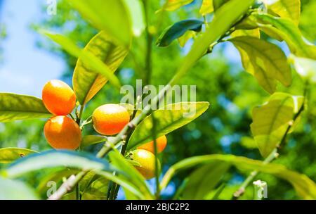 Sfondo estivo. Fortuna margarita kumquats, cumquats fogliame e frutti di arancia su kumquat estate albero Foto Stock