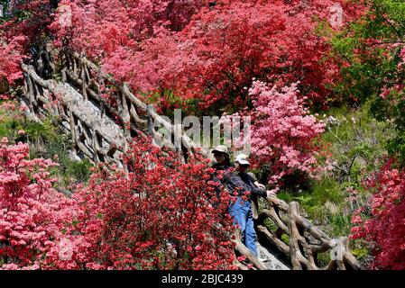 Ruyang, provincia cinese di Henan. 28 Aprile 2020. I turisti hanno visto rododendri in fiore sulla montagna di Xitaishan nella contea di Ruyang, provincia centrale di Henan della Cina, il 28 aprile 2020. Credit: Yuyuan Xiang/Yuyuan/Yuyuan Live News Foto Stock