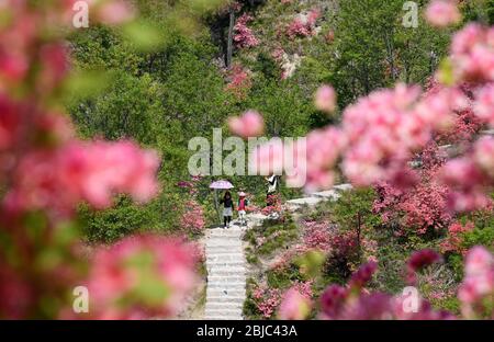 Ruyang, provincia cinese di Henan. 28 Aprile 2020. I turisti hanno visto rododendri in fiore sulla montagna di Xitaishan nella contea di Ruyang, provincia centrale di Henan della Cina, il 28 aprile 2020. Credit: Yuyuan Xiang/Yuyuan/Yuyuan Live News Foto Stock