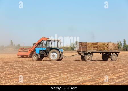 Raccolta di cipolle con attrezzature agricole moderne in campo Foto Stock