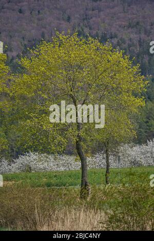 Bassa Silesia primavera paesaggio rurale Foto Stock