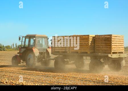 Raccolta di cipolle con attrezzature agricole moderne in campo Foto Stock