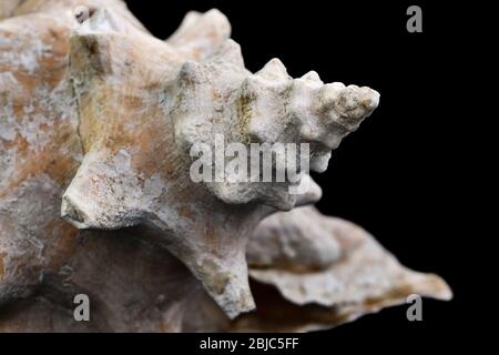 Conchiglia tropicale isolata su sfondo nero. Caribbean regina conch in primo piano macro fotografia. Foto Stock