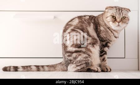 Gatto sconvolto, Scozzese Fold è stato offeso, lei è seduta sul pavimento con un aspetto penoso e triste. Foto Stock