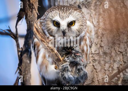 Il gufo del nord ha arroccato e mangiato la relativa preda durante una mattina di inverno. Foto Stock