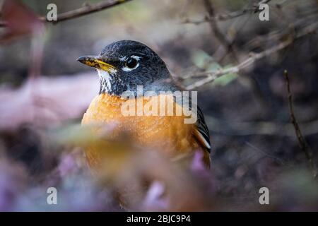 Robin americano foraging per il cibo in erba Foto Stock