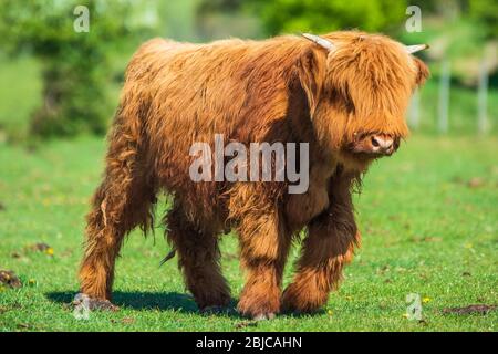 Giovani bovini Highland Foto Stock