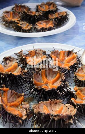 Primo piano shot di piatti pieni di ricci di mare appena pescati aperto su un piatto di plastica bianca. Specialità di pesce molto popolare in Sicilia. Foto Stock